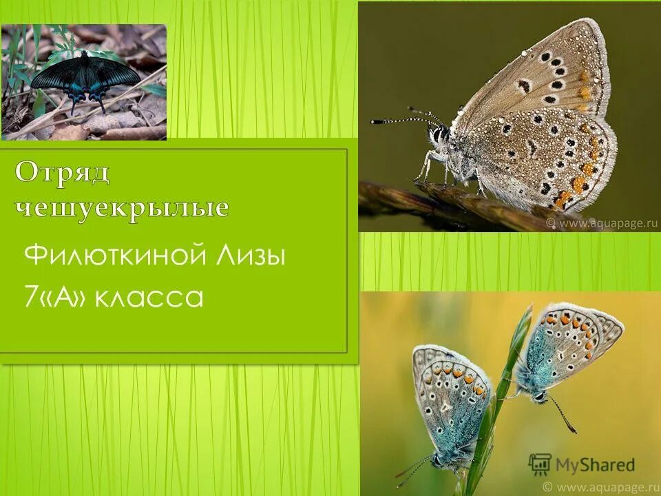 Систематическое положение чешуекрылых. Отряд бабочки или чешуекрылые общая характеристика. Систематическое положение бабочки. Отряд чешуекрылые представители список. Систематическое положение бабочки.