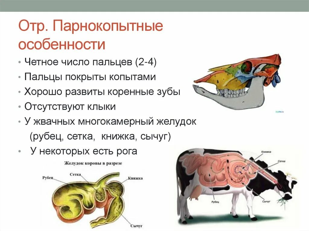 Зубы парнокопытных. Зубы парнокопытных млекопитающих. Парнокопытные особенности. Зубы жвачных парнокопытных. Особенности строения зубной системы парнокопытных