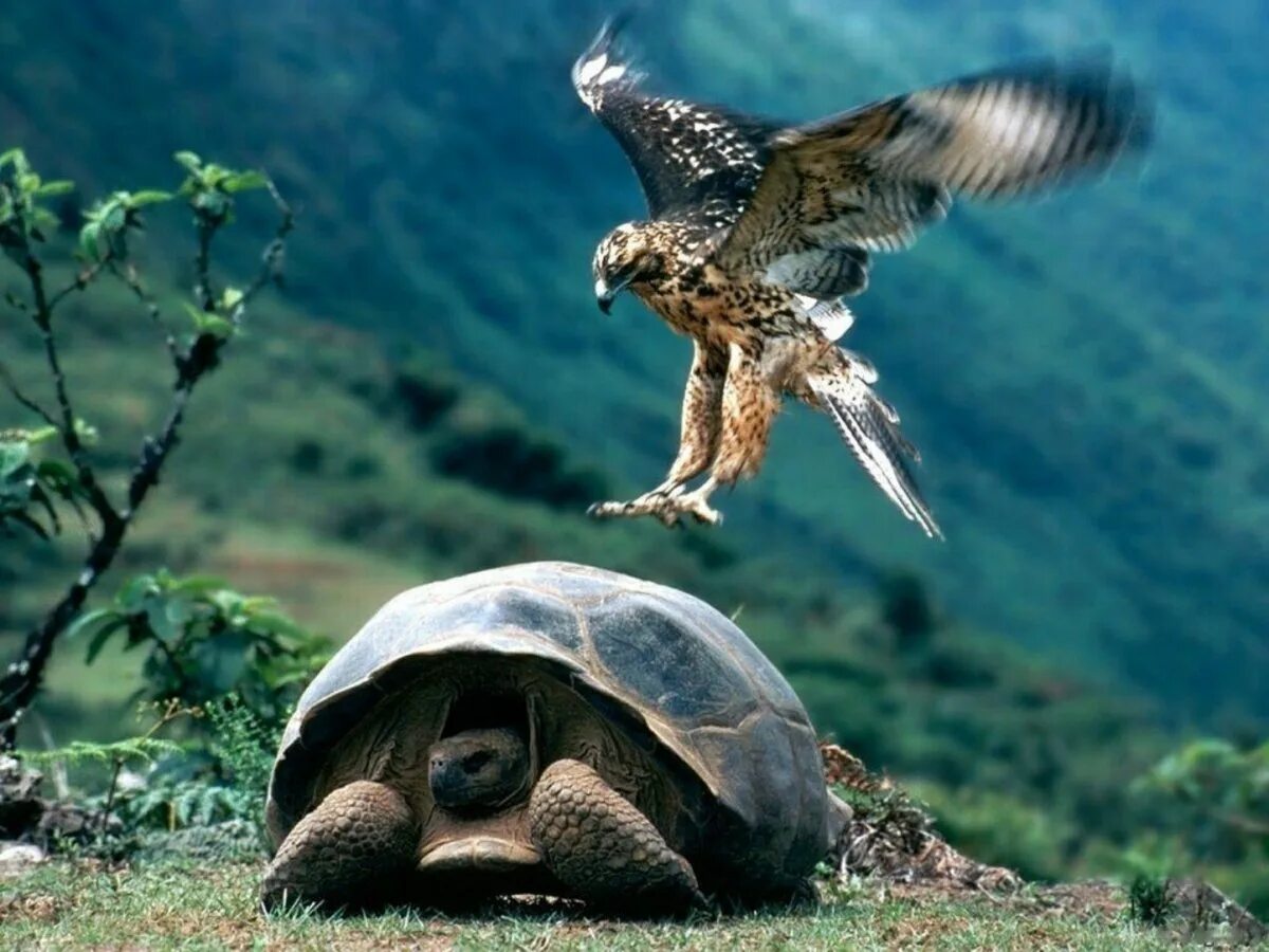 Галапагосский ястреб. Черепаха хищник. Летающая черепаха. Черепаха и птица.