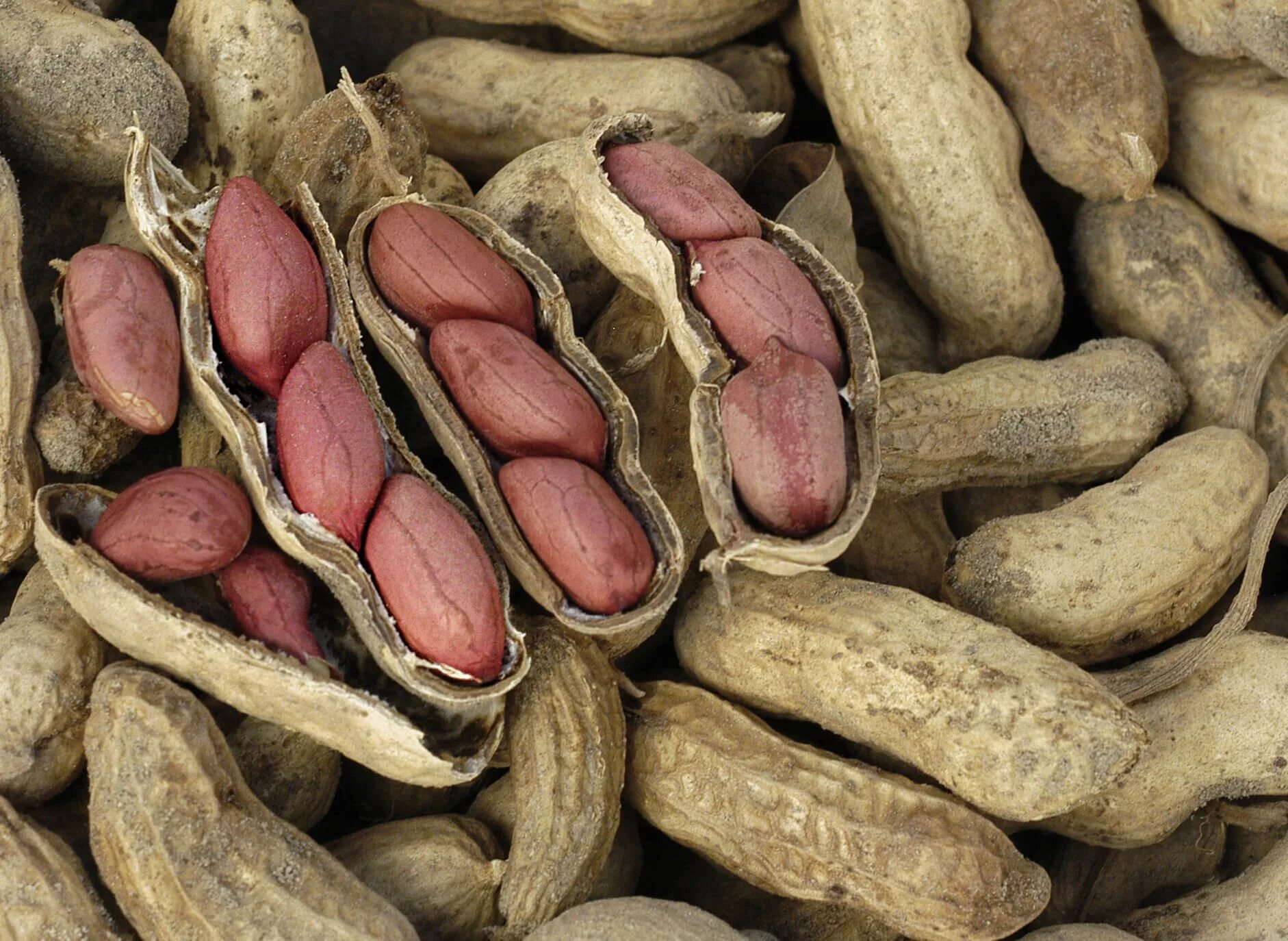 Земляной орех арахис. Арахис сорт Вирджиния. Арахис культурный Земляной орех. Сорт арахиса Валенсия. Арахис орех или боб