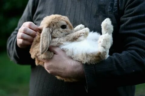 The bunny