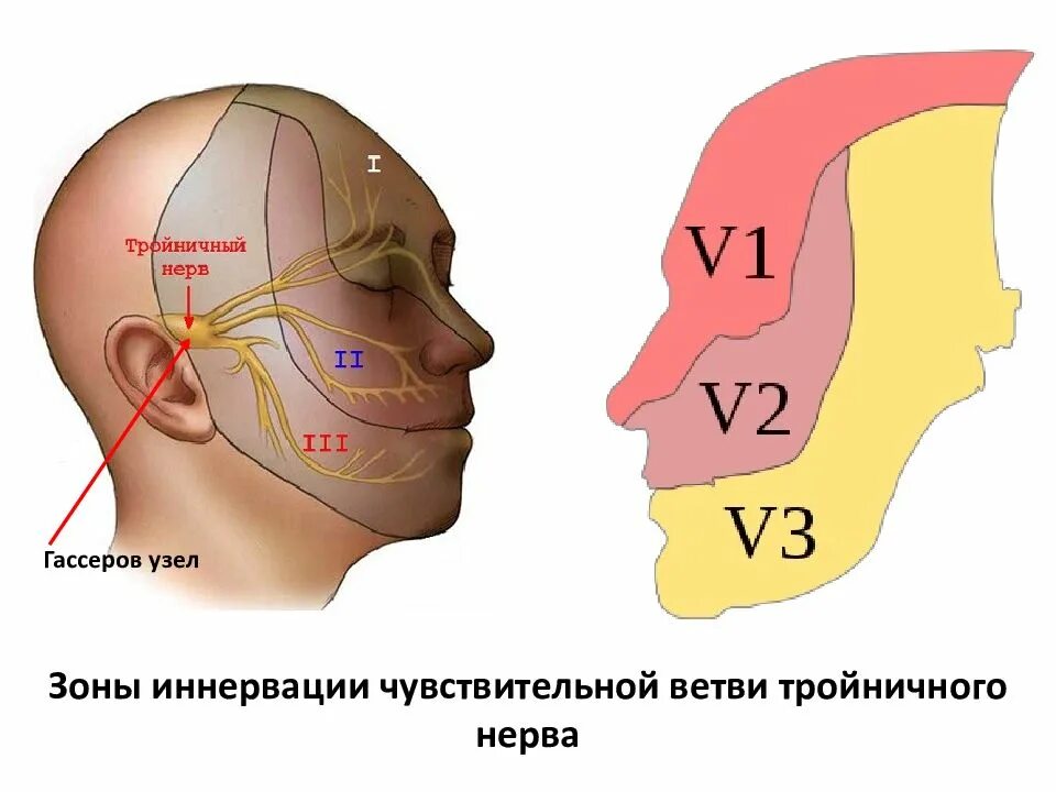 Чувствительная иннервация тройничного нерва. Область иннервации тройничного нерва. Точки тройничного нерва на лице. Нейропатия тройничного нерва.