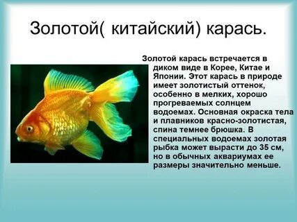 Вывод золотой рыбки