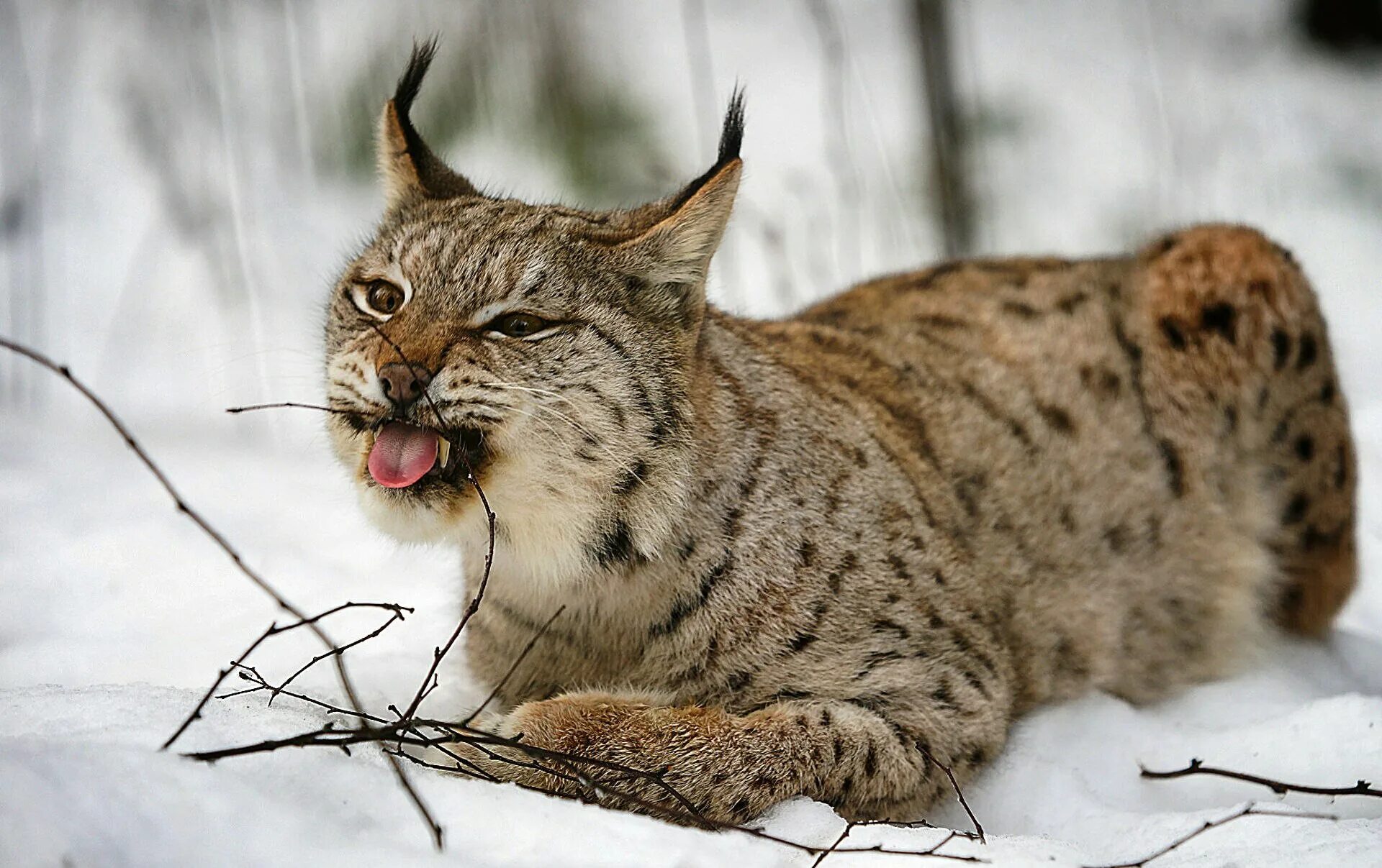 Туркестанская рысь. Рысь в субтропиках. Рысь и медведь. Рысь бурый. Рысь бурый.