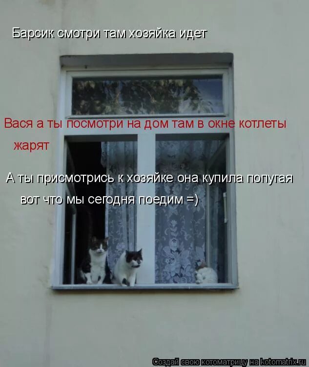 Свет в окнах многоэтажек. Енотик окна. Солнце в окне. Посмотри там в окне. Кот за окном.
