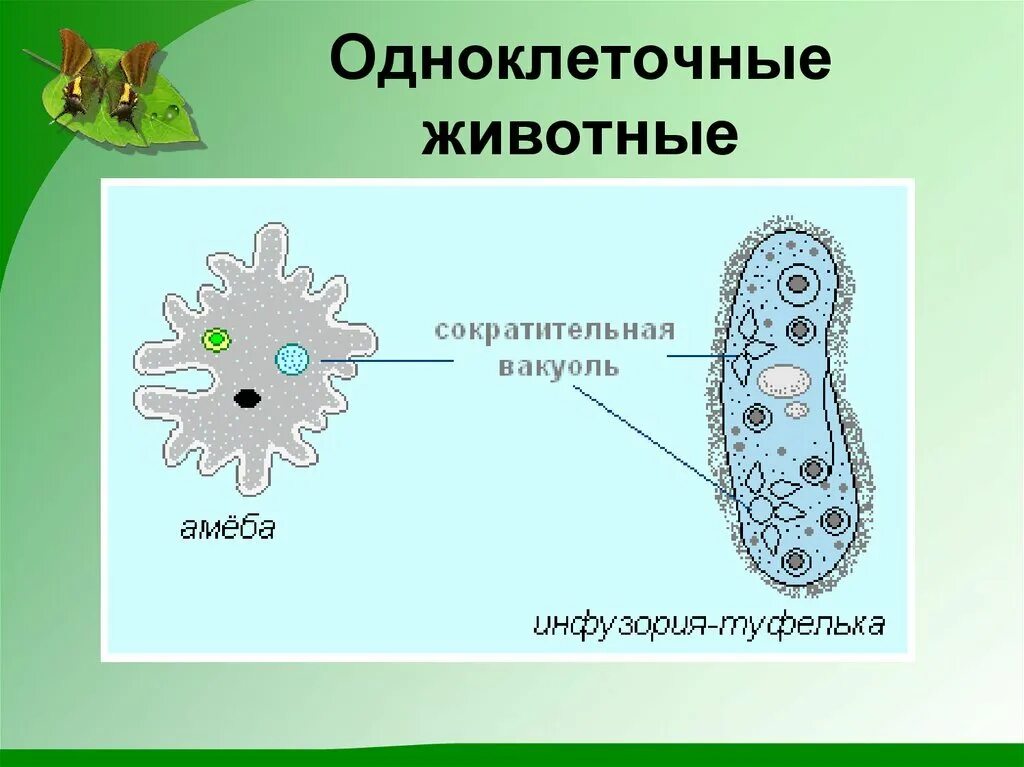 Уже у одноклеточных животных встречается поедание. Выделительная вакуоль простейших. одноклеточные животные амеба. система выделения у одноклеточных. функция сократительной вакуоли у инфузории.