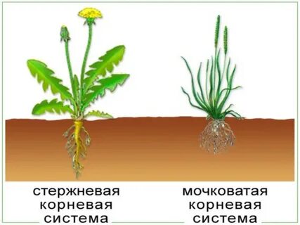 Цветы с стержневой корневой системой