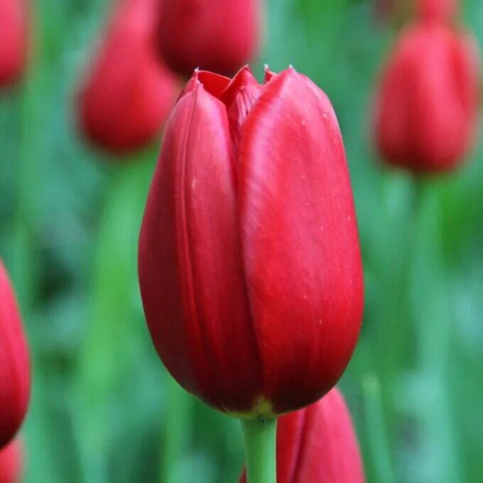 Rescue тюльпан фото Тюльпаны луковицы многолетние Club Garden 166614525 купить за 259 ₽ в интернет-м