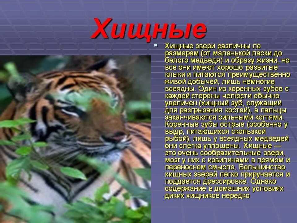 Хищники 1 класс