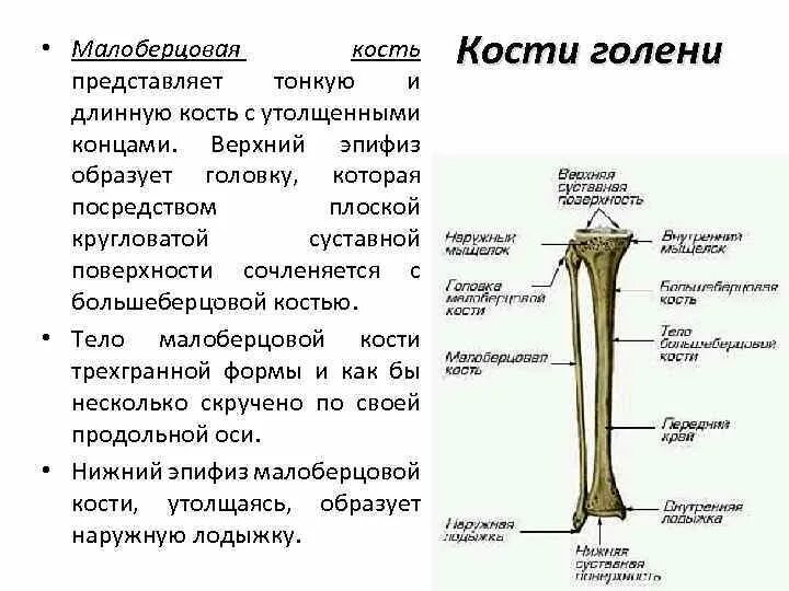 Находится берцовая кость. Малоберцовая кость анатомия строение. Малоберцовая кость анатомия человека строение. Кости голени строение. Кости голени малоберцовая кость анатомия человека.