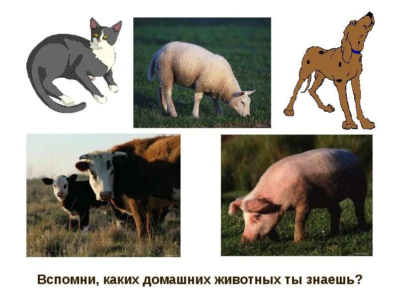 Какие животные знаешь. Каких домашних животных вы знаете. каких животных ты знаешь. каких дом животных ты знаешь. какое домашнее животное ты знаешь.