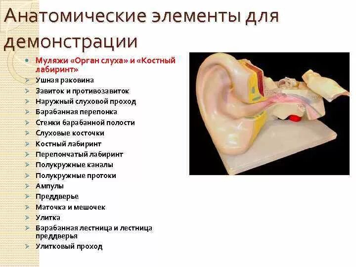 Анатомические компоненты органа слуха. Барабанная перепонка анатомия муляж. Стенки барабанной полости. Анатомический элемент «правильного» контактного пункта:.