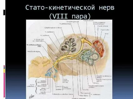 8 нерв