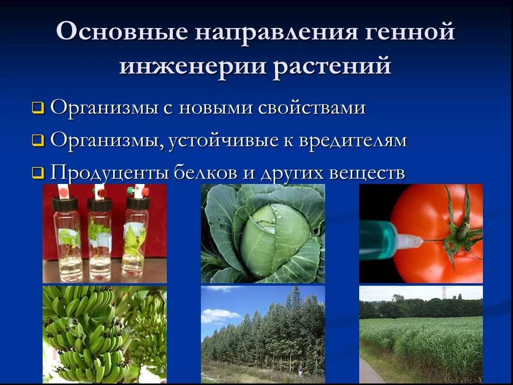 Генная инженерия применение. Основные направления генной инженерии. основные направления генной инженерии растений. генная инженерия растений. генная инженерия растений презентация.