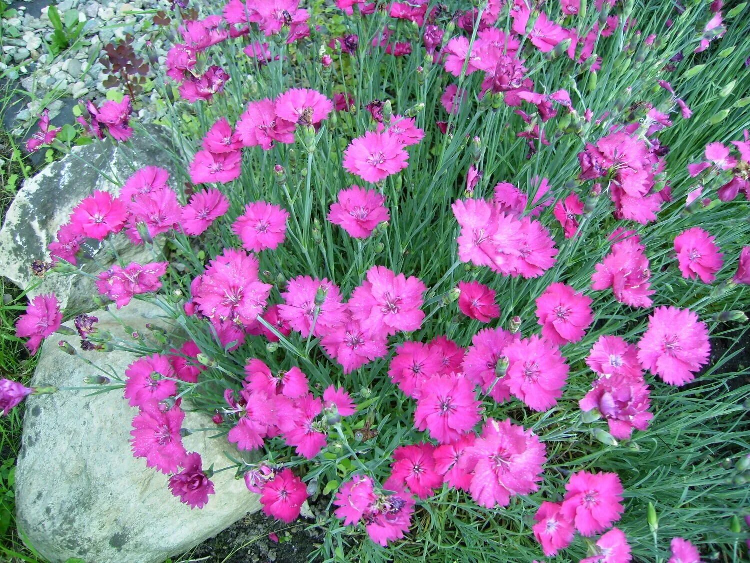 Карликовые гвоздики. Гвоздика Альпийская Dianthus Alpinus. Гвоздика сизая Dianthus gratianopolitanus. Гвоздика серовато-голубая (Dianthus gratianopolitanus. Гвоздика травянка (Dianthus deltoides).