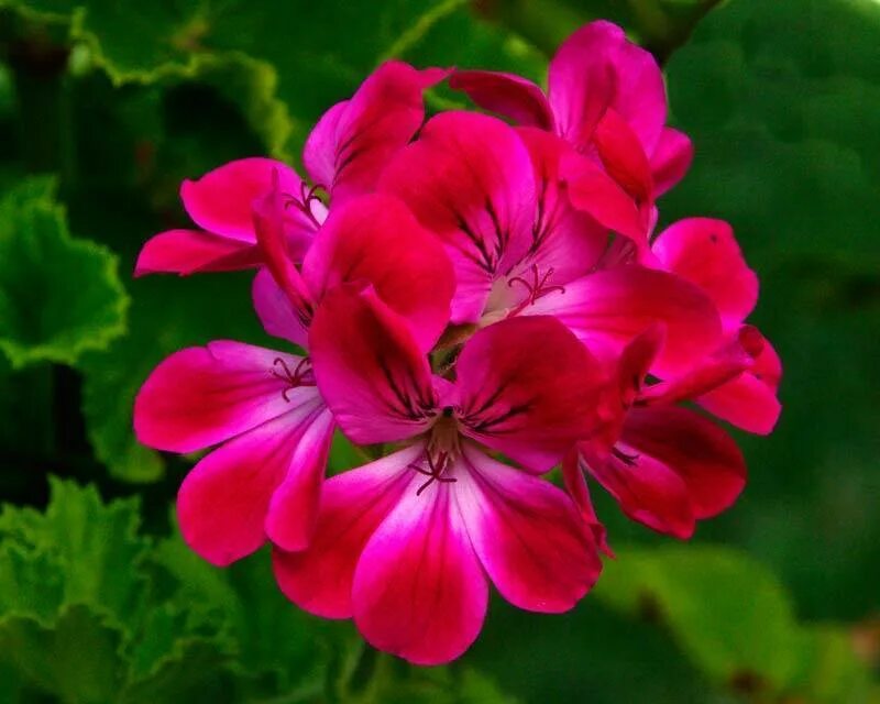 Герань простая. Герань (Pelargonium). Пеларгония Королевская. Пеларгония "Кассия".