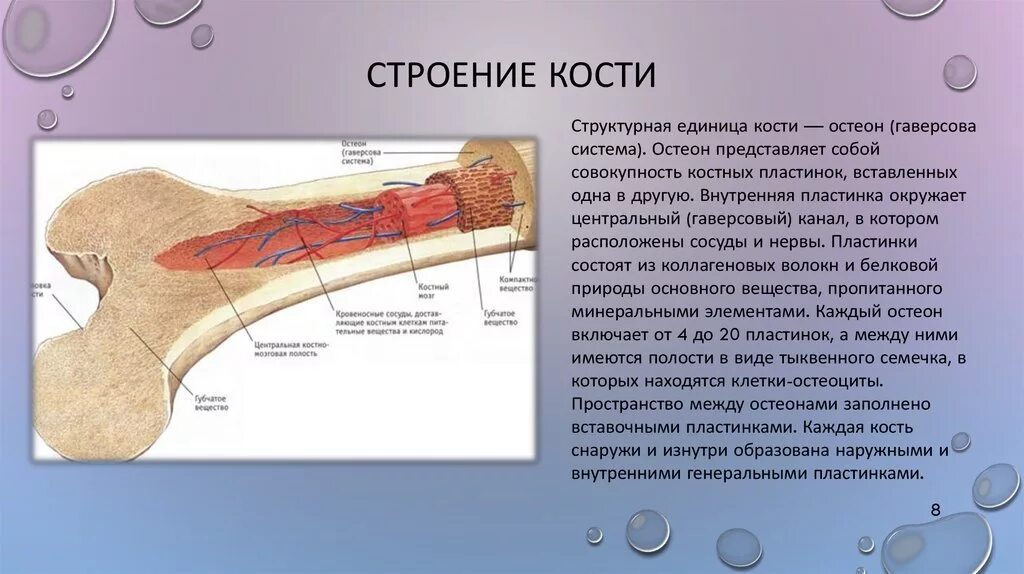 Структурная единица кости. Единицу кости Остеон. Структурная единица кости Остеон. Структура кости Остеон. Структурно-функциональная единица кости.