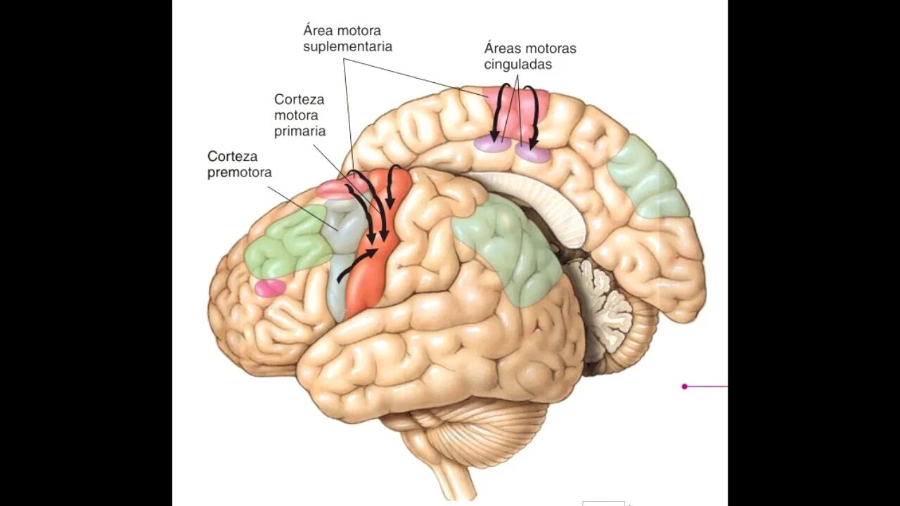 Сма мозга. Primary Motor Cortex. Кортекс анатомия. Проекционные зоны коры головного мозга.