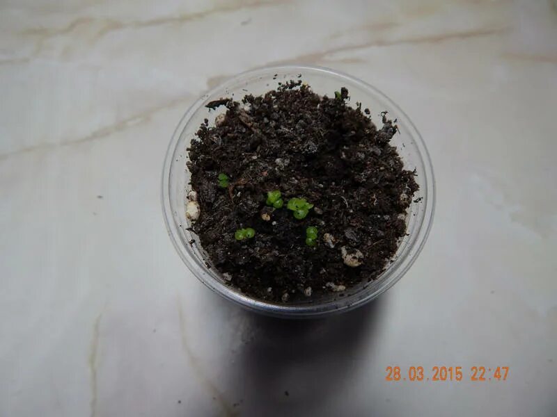 гейхера рассада. сеянцы гейхеры. гейхера семена посев на рассаду. гейхера рассада. камнеломка всхожесть из семян.