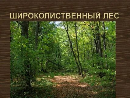 Широколиственные леса проект