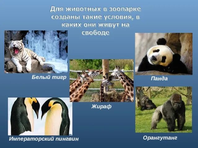 Что такое зоопарк 1 класс. Что такое зоопарк 1 класс