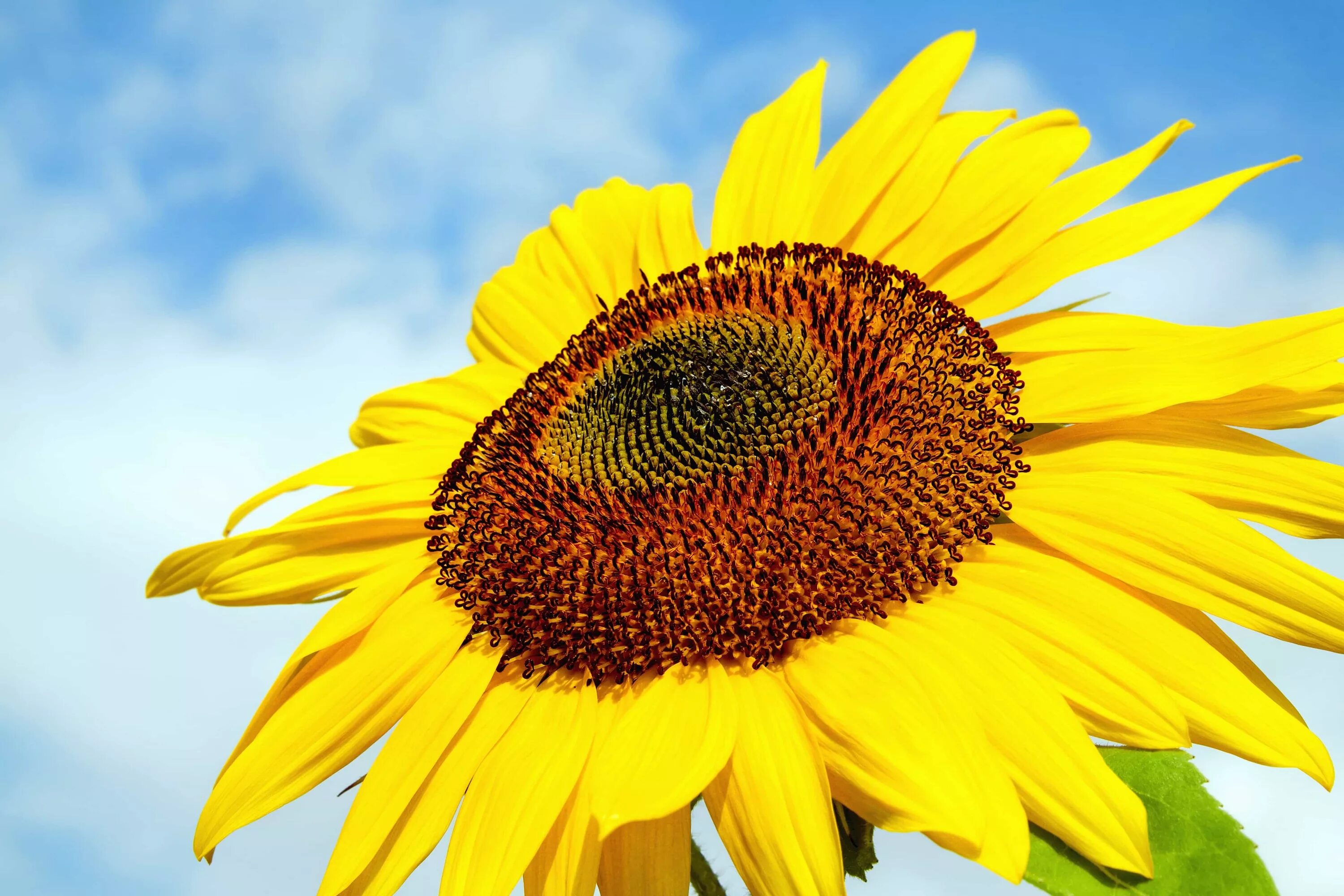 Подсолнечник соцветие. Соцветие подсолнуха. Подсолнечник Helianthus Sunsation. Подсолнечник обыкновенный (Helianthus annuus l.).. Соцветия подсолнечник масличный.