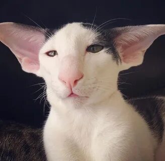 Кошка с большими ушами название