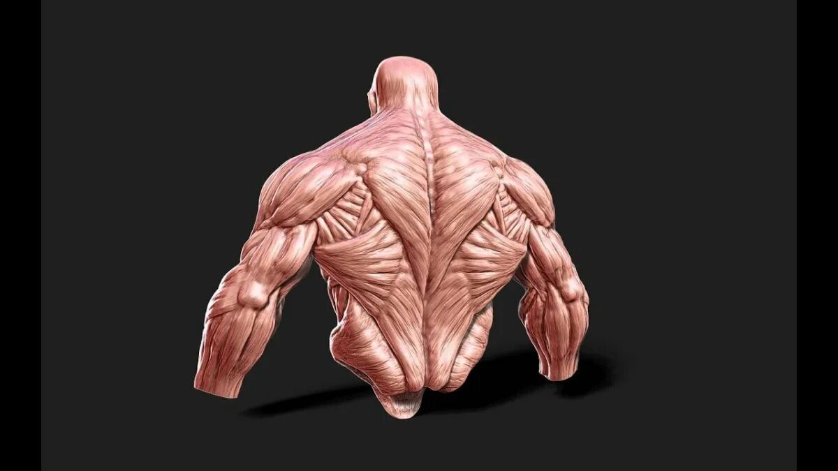 Человек без мышц. Анатомия мышцы zbrush. zbrush анатомия человека мышцы. мускулатура анатомия. мужская мускулатура анатомия.