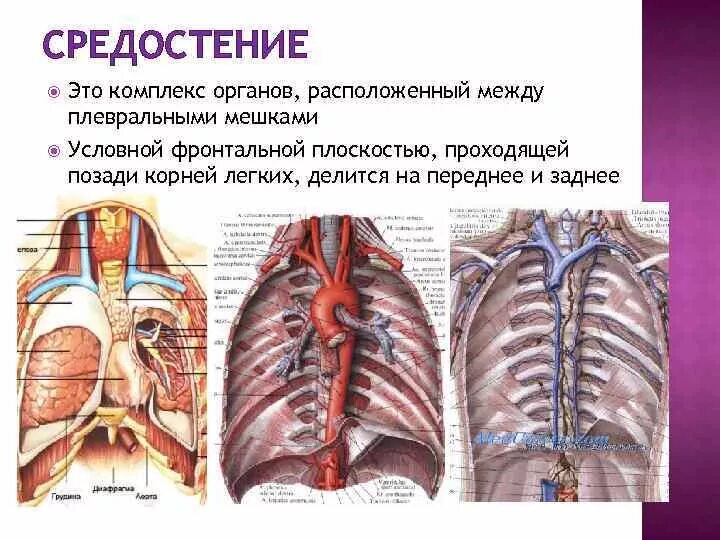 Размер средостения. Средостение это комплекс органов. органы средостения анатомия человека. переднее и заднее средостение топографическая анатомия. средостение что это в легких.