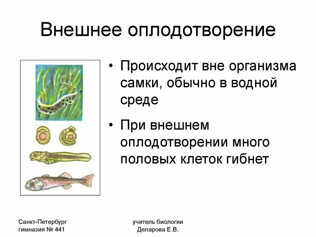 Преимущества внутреннего оплодотворения по сравнению с внешним