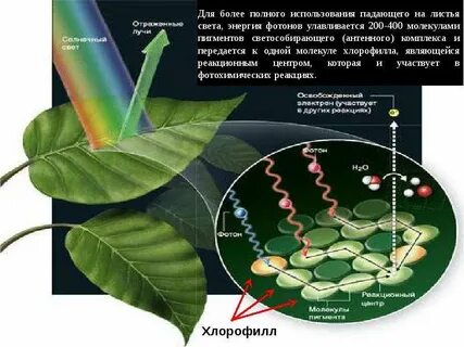 Света лист
