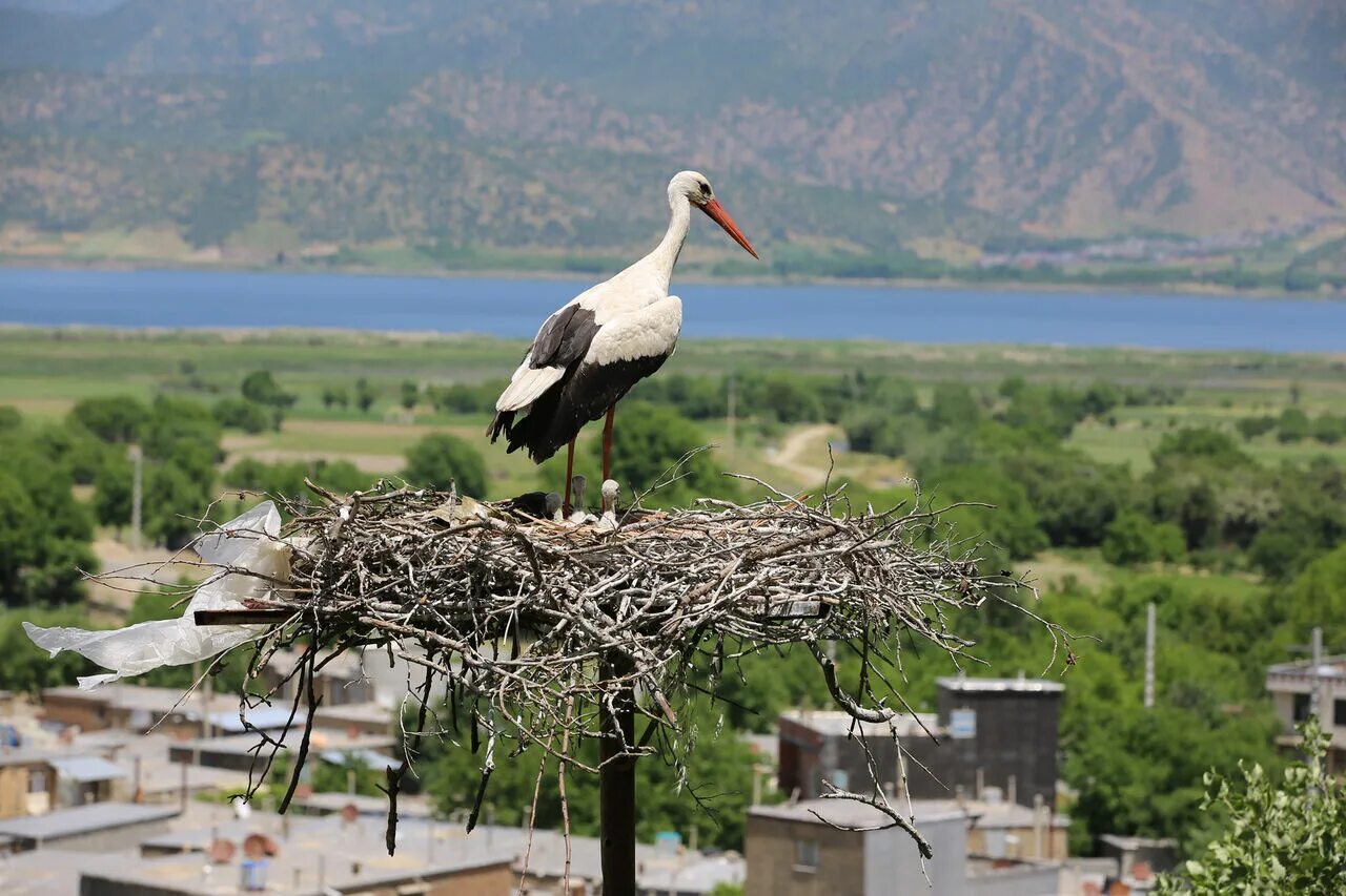 Короткохвостая горлица. Птицы жарких стран. Индюк обыкновенный. Country bird. Country bird.