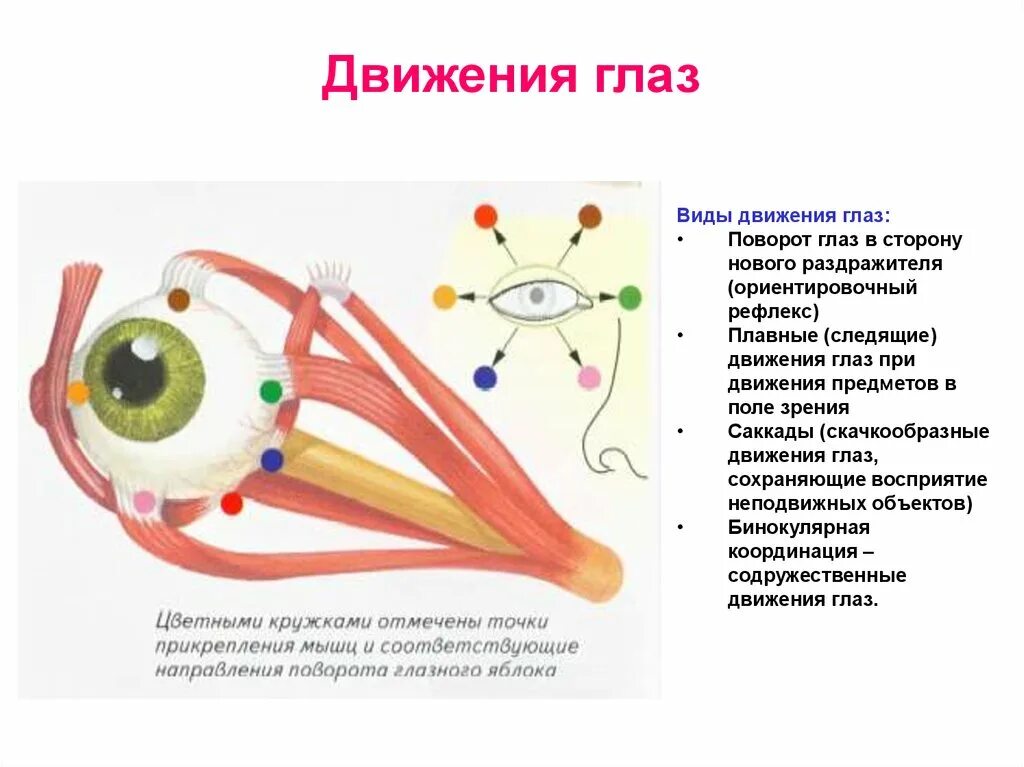 Роль движения глаз для зрения. Движения глаз и их регуляция. Движения глаз физиология. Роль движения глаза в зрительном восприятии.