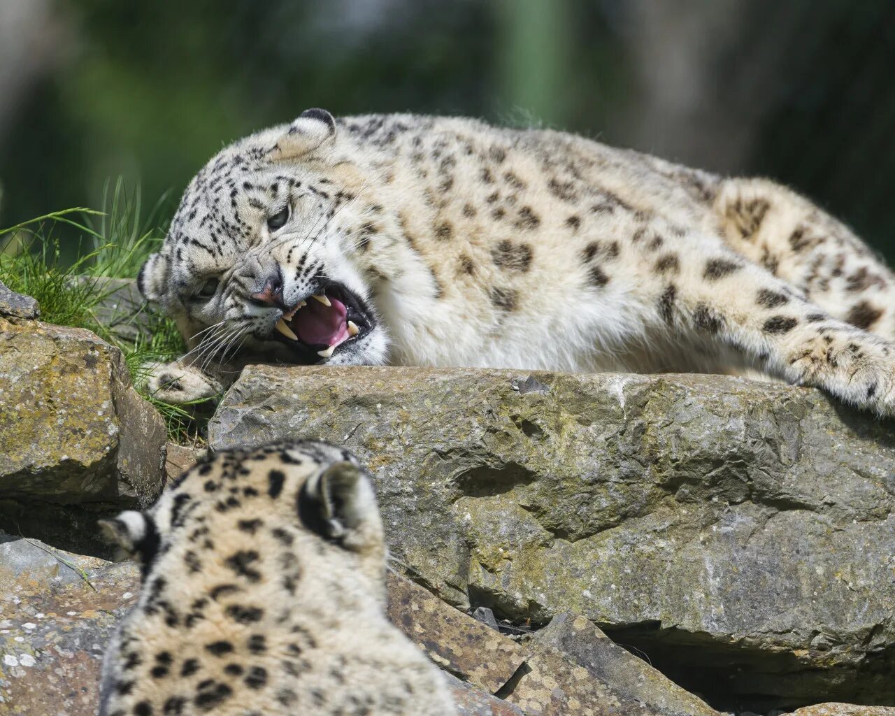 снежный барс uncia uncia. снежный барс (ирбис, снежный леопард). снежный леопард и снежный барс. снежный барс (ирбис, снежный леопард). снежный барс (ирбис, снежный леопард).