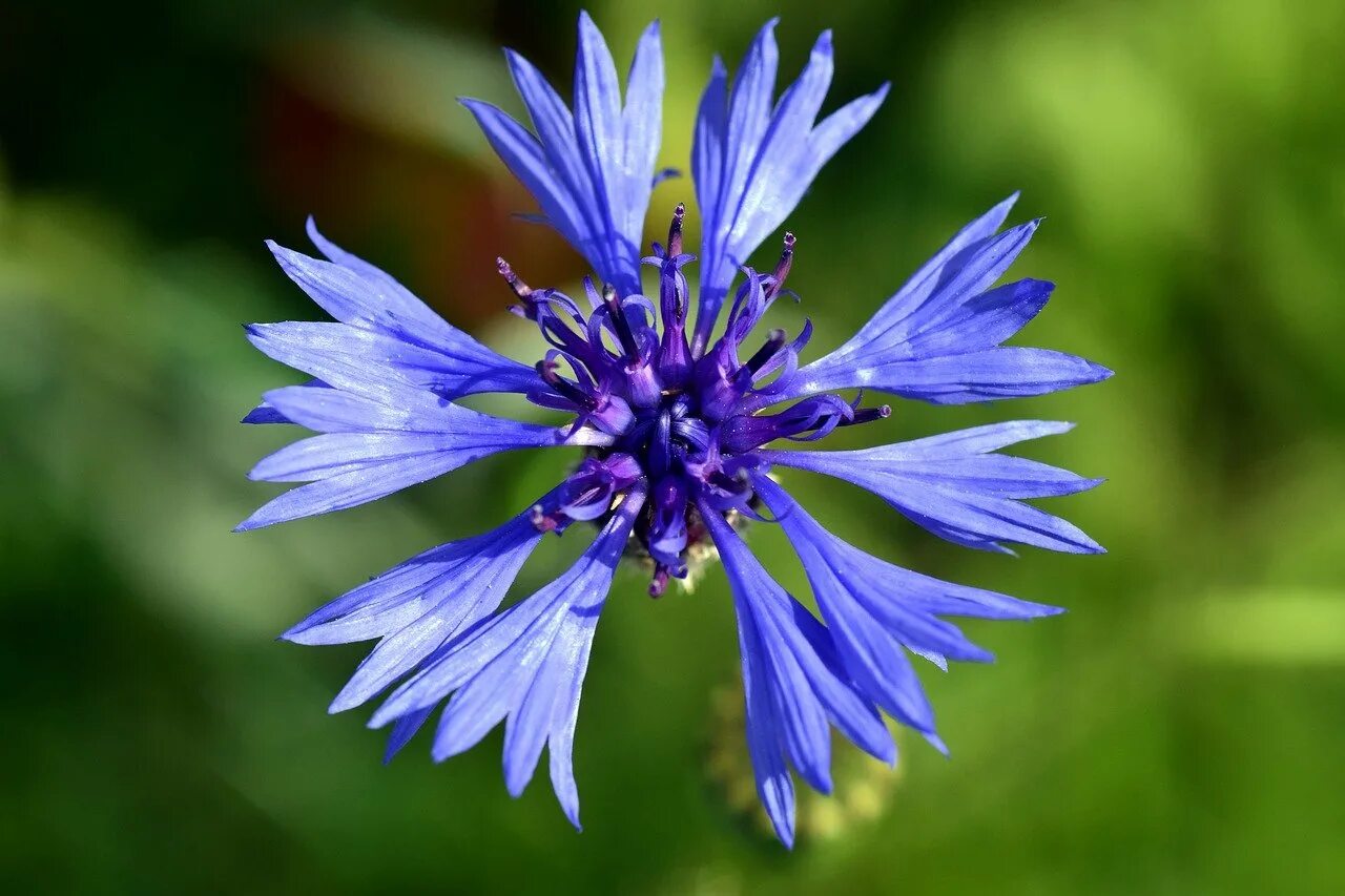 василек синий (centaurea cyanus). василек класс. василек класс. василёк луговой сорные растения. василёк блю бол.