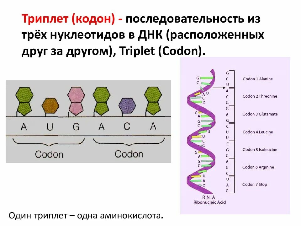 Один триплет несет информацию о. Один триплет несет информацию о