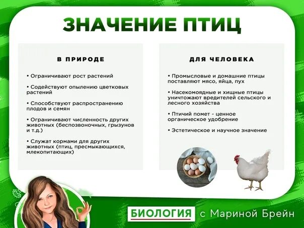 Значение птиц в природе. Значение птиц для человека. Роль птиц в жизни человека. Значение птиц в жизни человека. Значение птиц в жизни человека сообщение