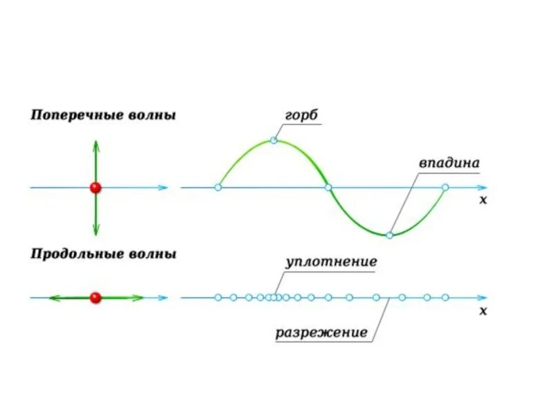 Продольные и поперечные волны. Примеры продольных механических волн. Продольные и поперечные механические волны. Поперечные и продольные волны схема. Что такое продольная волна