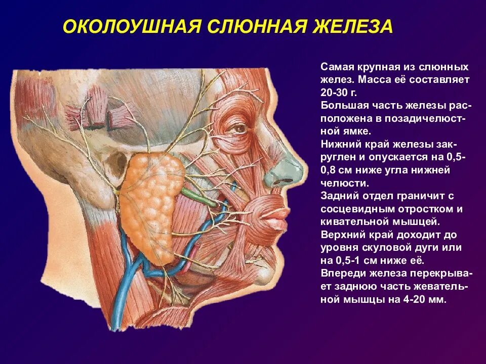 Околоушные подчелюстные железы. Околоушная слюнная железа анатомия. Проток околоушной слюнной железы анатомия. Расположение околоушной слюнной железы анатомия. Структура околоушной слюнной железы.