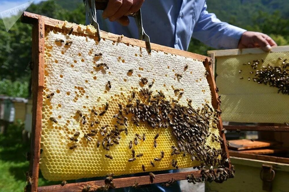 Пчела абхазянка. Пасека соты. Пчелы пасека. Мед соты пасека. Когда собирают мед