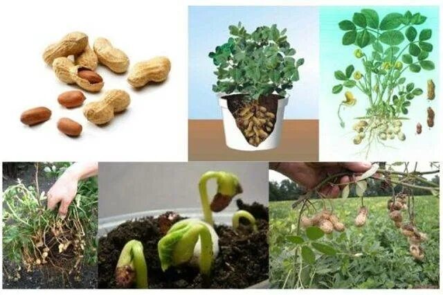 Как посадить арахис в домашних условиях
