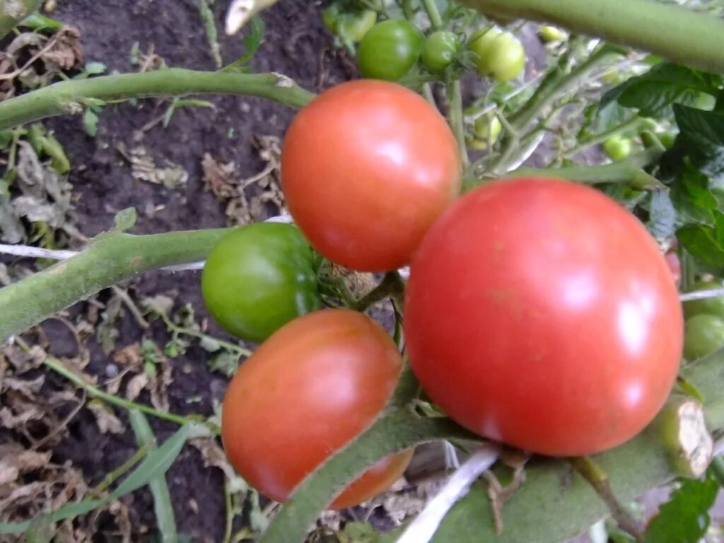 Томат гном электрик пинк. Томат мексиканец розовый. Томат розовая магия болгария. Томат розовый сон f1. Томат гном пинк опал.