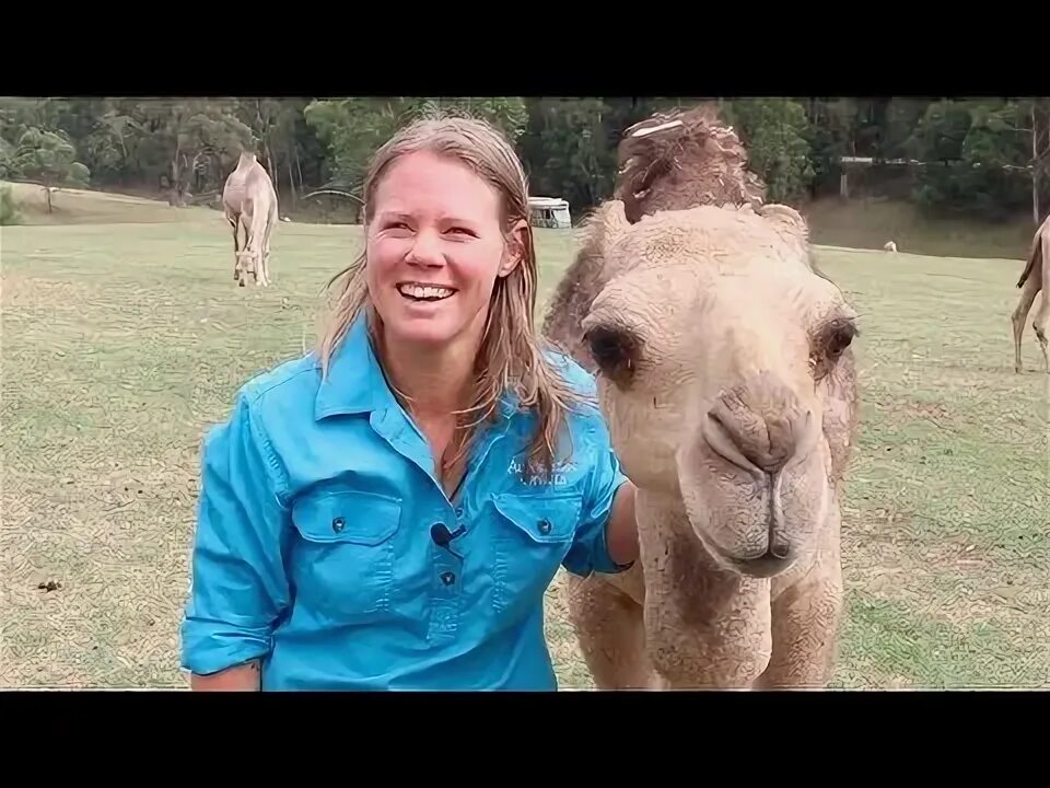 Camel live. Camel live