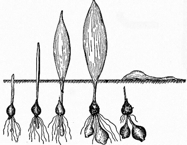 Тюльпаны луковицы столоны. Корневая система тюльпана обыкновенного. Жизненный цикл луковицы тюльпана.