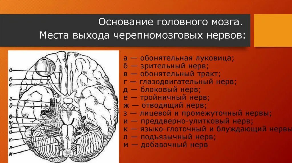 Обонятельный мозг. Обонятельные луковицы головного мозга человека. Обонятельная луковица,зрительный нерв. Гле находится обонятелтнвя луковицу. Обонятельная луковица и обонятельный тракт.