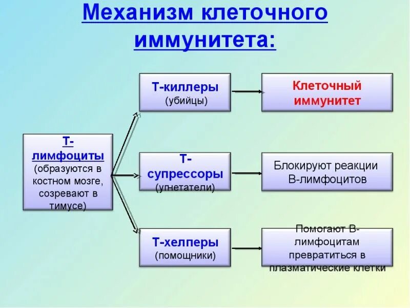 Функции клеточного иммунитета. Механизм клеточного иммунитета. осуществление клеточного иммунитета. механизм клеточного иммунитета схема. клеточный иммунитет (1-й ряд защиты).