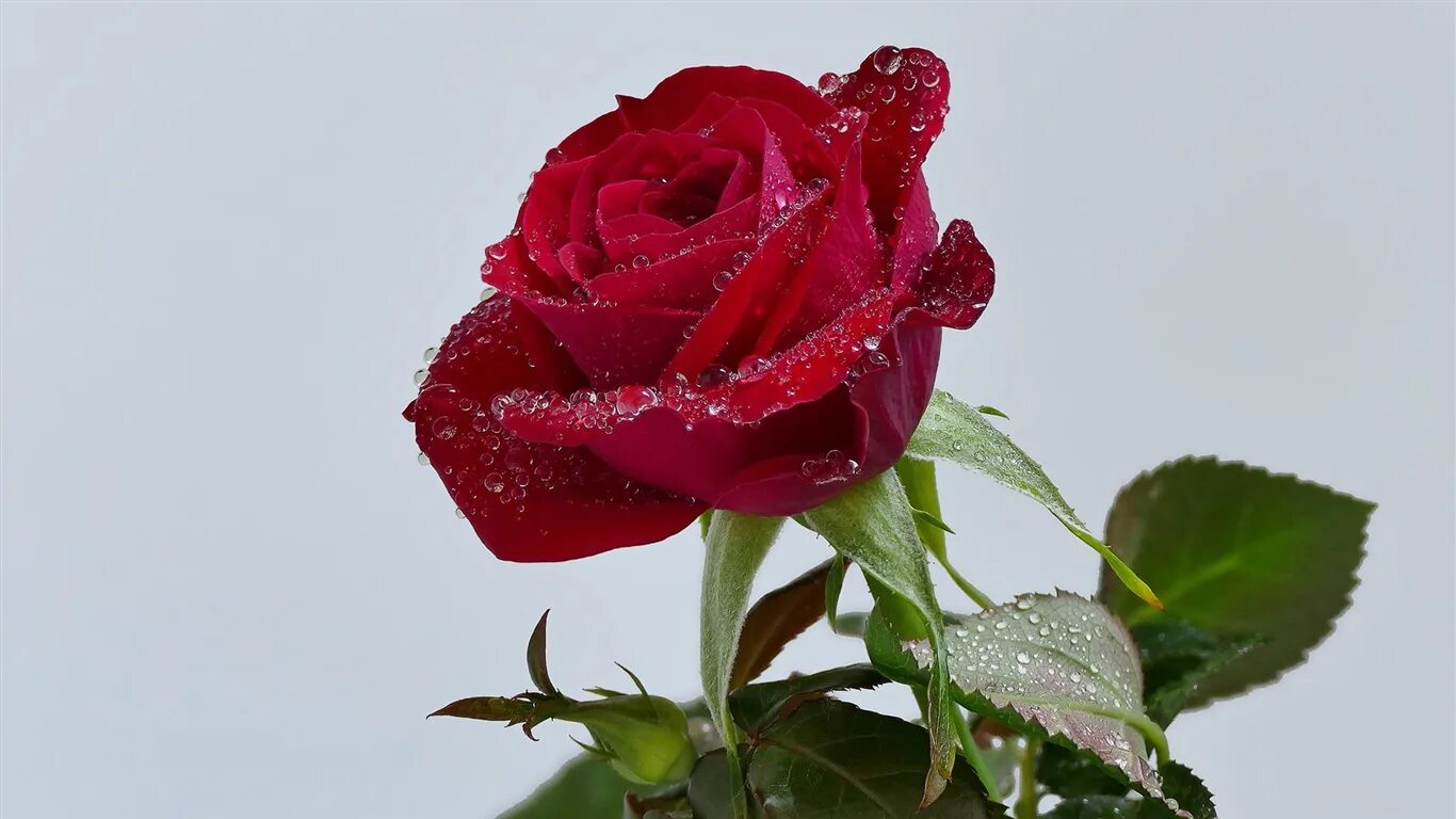 Кизил атиргул. 101 гули садбарг. Гулар манзараси. Атиргул гунча. Qizil lola.