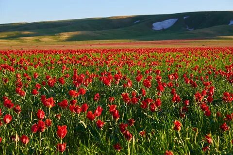 Порно транс бисексуалы