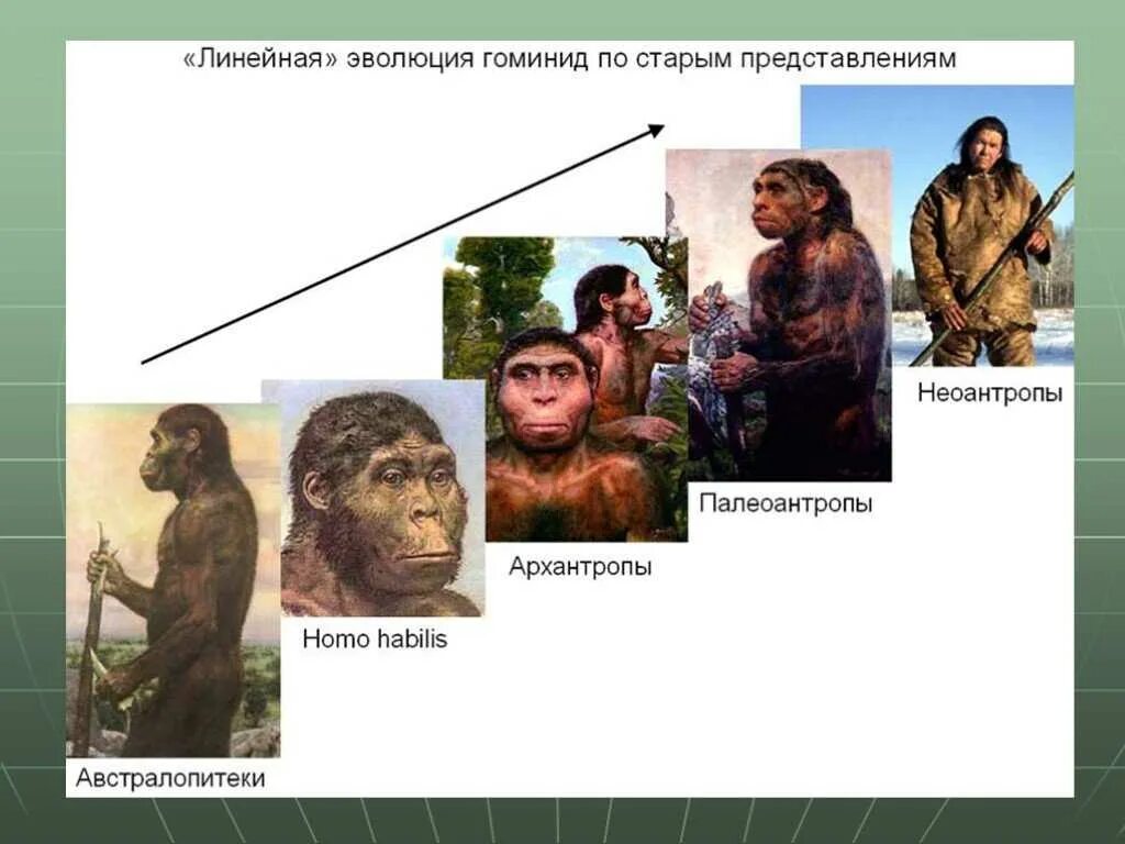 Этапы эволюции человека таблица архантропы. Эволюция человека архантропы Палеоантропы Неоантропы. Эволюция обезьяны и гоминида. Линейная Эволюция гоминид. Этапы эволюции человека австралопитек