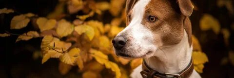 Leaves animals